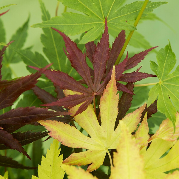 BLOOMIQUE - Acer Palmatum 'Festival' - Érable du Japon - Feuilles 3 couleurs dans 1 plante - P. 19 cm - large