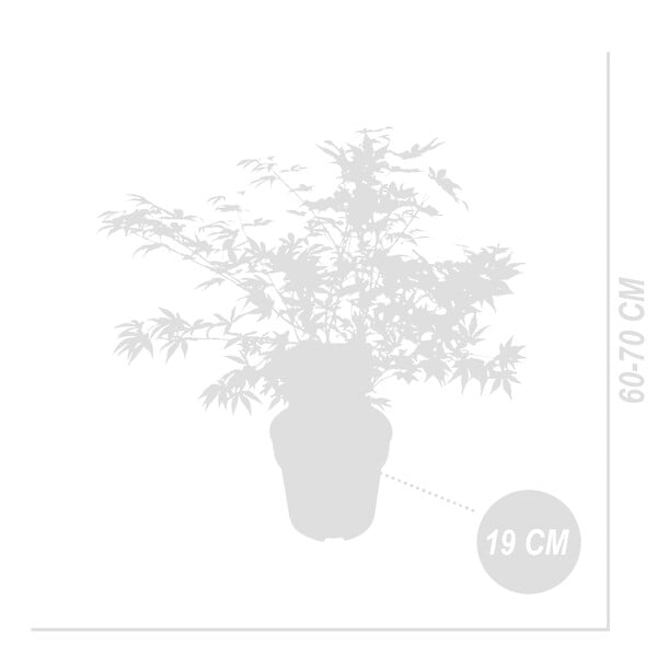 BLOOMIQUE - Acer Palmatum 'Festival' - Érable du Japon - Feuilles 3 couleurs dans 1 plante - P. 19 cm - large