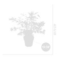 BLOOMIQUE - Acer Palmatum 'Festival' - Érable du Japon - Feuilles 3 couleurs dans 1 plante - P. 19 cm - vignette