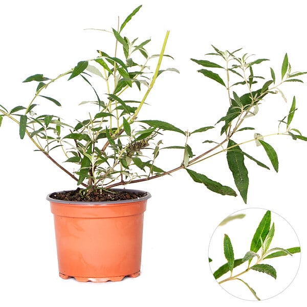 BLOOMIQUE - Lot de 3 - Buddleja Davidii - Arbre aux papillons - Rose, Violet, Blanc - H. 20-30 cm - P. 10,5 cm - large