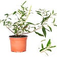 BLOOMIQUE - Lot de 3 - Buddleja Davidii - Arbre aux papillons - Rose, Violet, Blanc - H. 20-30 cm - P. 10,5 cm - vignette