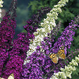 BLOOMIQUE - Lot de 3 - Buddleja Davidii - Arbre aux papillons - Rose, Violet, Blanc - H. 20-30 cm - P. 10,5 cm - vignette