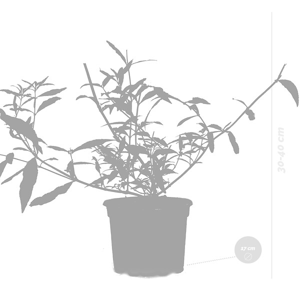 BLOOMIQUE - Lot de 3 - Buddleja Davidii - Arbre aux papillons - Rose, Violet, Blanc - H. 20-30 cm - P. 10,5 cm - large