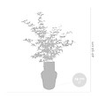BLOOMIQUE - Lot de 2 - Acer Shirasawanum 'Moonrise' - Érable du Japon - H. 50-70 cm - P. 19 cm - vignette