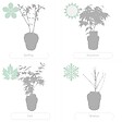 BLOOMIQUE - Lot de 2 - Acer Shirasawanum 'Moonrise' - Érable du Japon - H. 50-70 cm - P. 19 cm - vignette