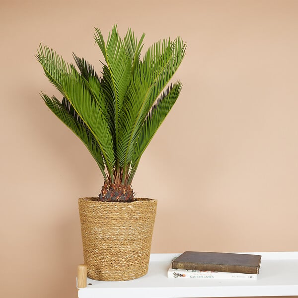 BLOOMIQUE - Cycas Revoluta - Palmier de la paix - Sagoutier - Plante d’intérieur - H. 60-80 cm - P. 17 cm - large