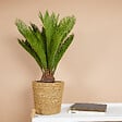 BLOOMIQUE - Cycas Revoluta - Palmier de la paix - Sagoutier - Plante d’intérieur - H. 60-80 cm - P. 17 cm - vignette