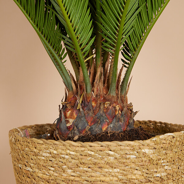 BLOOMIQUE - Cycas Revoluta - Palmier de la paix - Sagoutier - Plante d’intérieur - H. 60-80 cm - P. 17 cm - large