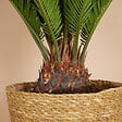 BLOOMIQUE - Cycas Revoluta - Palmier de la paix - Sagoutier - Plante d’intérieur - H. 60-80 cm - P. 17 cm - vignette