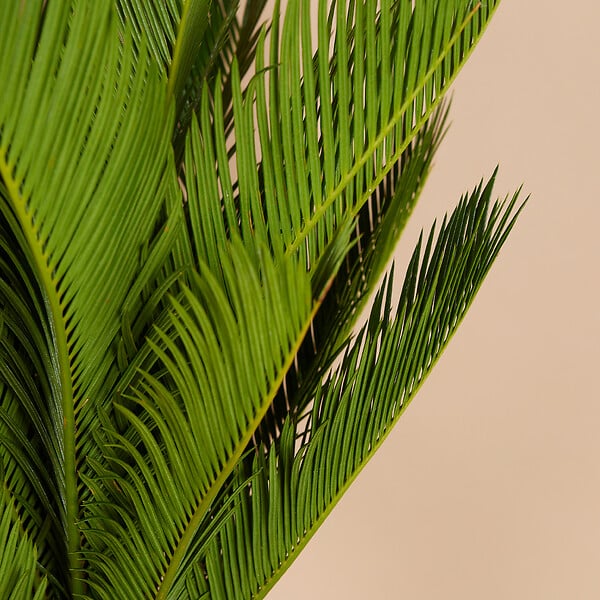 BLOOMIQUE - Cycas Revoluta - Palmier de la paix - Sagoutier - Plante d’intérieur - H. 60-80 cm - P. 17 cm - large