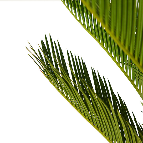 BLOOMIQUE - Cycas Revoluta - Palmier de la paix - Sagoutier - Plante d’intérieur - H. 60-80 cm - P. 17 cm - large