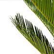 BLOOMIQUE - Cycas Revoluta - Palmier de la paix - Sagoutier - Plante d’intérieur - H. 60-80 cm - P. 17 cm - vignette