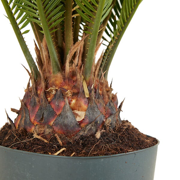 BLOOMIQUE - Cycas Revoluta - Palmier de la paix - Sagoutier - Plante d’intérieur - H. 60-80 cm - P. 17 cm - large