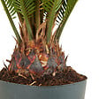 BLOOMIQUE - Cycas Revoluta - Palmier de la paix - Sagoutier - Plante d’intérieur - H. 60-80 cm - P. 17 cm - vignette