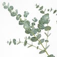 BLOOMIQUE - Eucalyptus Gunnii Azura - Plante d’eucalyptus - Plante de jardin - H. 40-60 cm - P. 19 cm - vignette