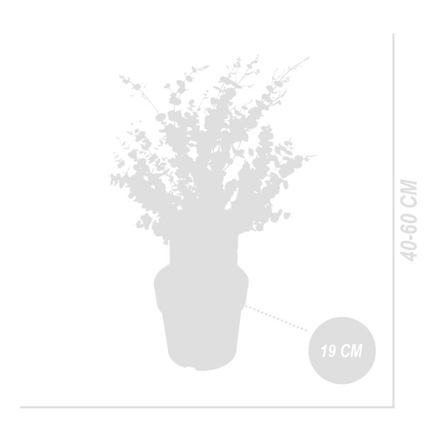 BLOOMIQUE - Eucalyptus Gunnii Azura - Plante d’eucalyptus - Plante de jardin - H. 40-60 cm - P. 19 cm - large