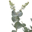 BLOOMIQUE - Lot de 2 - Eucalyptus Gunnii Azura - Eucalyptus - Plantes de jardin - H. 30-50 cm - P. 15 cm - vignette