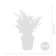 BLOOMIQUE - Lot de 2 - Eucalyptus Gunnii Azura - Eucalyptus - Plantes de jardin - H. 30-50 cm - P. 15 cm - vignette