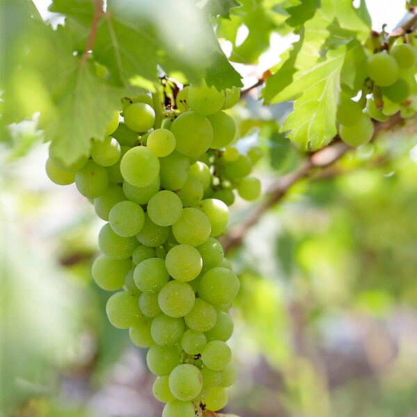 BLOOMIQUE - 2x Vitis Vinifera 'Vroege van der Laan' - Plant de raisin - Raisins blancs - P. 14 cm - H. 60-70cm - large