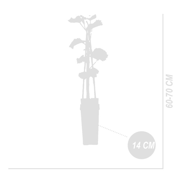 BLOOMIQUE - 2x Vitis Vinifera 'Vroege van der Laan' - Plant de raisin - Raisins blancs - P. 14 cm - H. 60-70cm - large