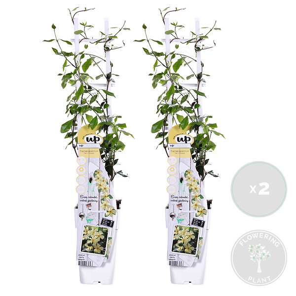 BLOOMIQUE - Lot de 2 - Trachelospermum jasminoides - Jasmin étoilé jaune - H. 50-70 cm - P. 15 cm - large