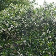 BLOOMIQUE - Lot de 2 - Trachelospermum jasminoides - Jasmin étoilé jaune - H. 50-70 cm - P. 15 cm - vignette
