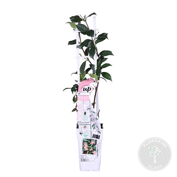 BLOOMIQUE - Trachelospermum jasminoides - Jasmin étoilé rose - Plantes grimpantes - H. 50-70 cm - P. 15 cm - large