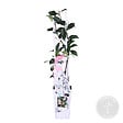 BLOOMIQUE - Trachelospermum jasminoides - Jasmin étoilé rose - Plantes grimpantes - H. 50-70 cm - P. 15 cm - vignette