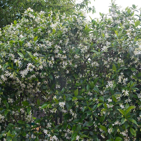 BLOOMIQUE - Trachelospermum jasminoides - Jasmin étoilé rose - Plantes grimpantes - H. 50-70 cm - P. 15 cm - large