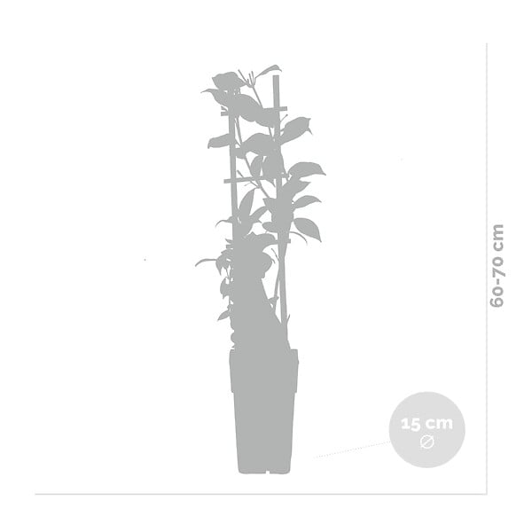 BLOOMIQUE - Trachelospermum jasminoides - Jasmin étoilé rose - Plantes grimpantes - H. 50-70 cm - P. 15 cm - large