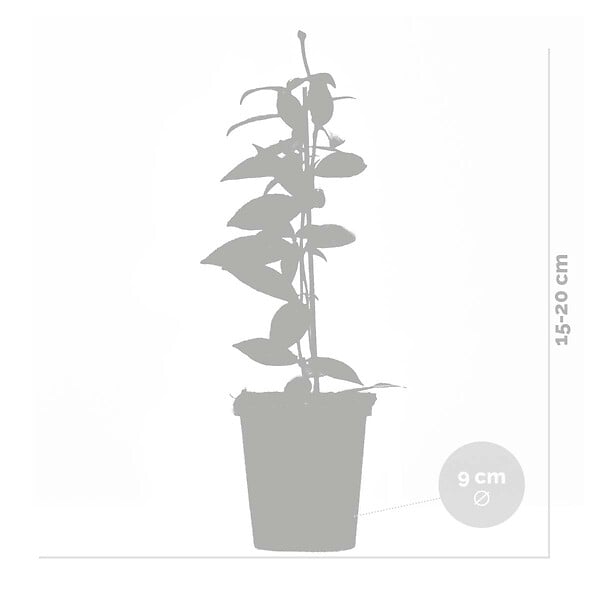 BLOOMIQUE - Lot de 3 - Trachelospermum Jasminoides - Jasmin étoilé - Plante grimpante - Rustique - 15-20 cm - large