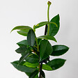BLOOMIQUE - Lot de 3 - Trachelospermum Jasminoides - Jasmin étoilé - Plante grimpante - Rustique - 15-20 cm - vignette