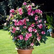 BLOOMIQUE - Mandevilla Sundaville - Jasmin du Chili - Rose - Plantes de jardin - Hauteur 70-90 cm - Pot 19 cm - vignette