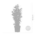BLOOMIQUE - Mandevilla Sundaville - Jasmin du Chili - Rose - Plantes de jardin - Hauteur 70-90 cm - Pot 19 cm - vignette