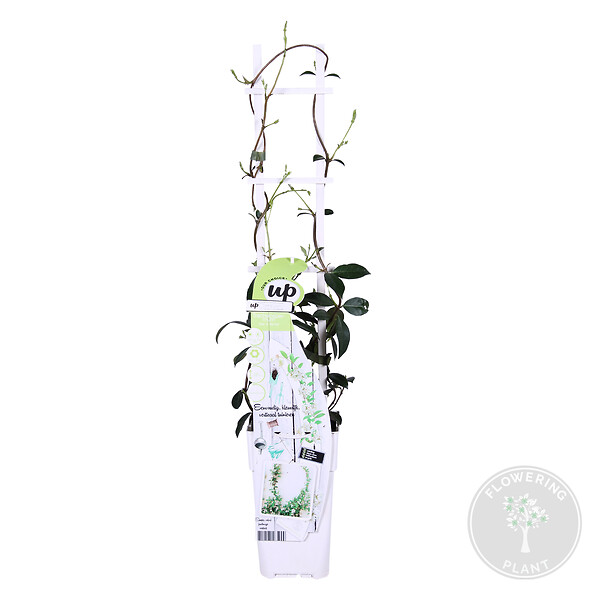 BLOOMIQUE - Trachelospermum jasminoides - Jasmin de Toscane - Blanc - Grimpante - H. 50-70 cm - P. 15 cm - large