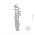 BLOOMIQUE - Trachelospermum jasminoides - Jasmin de Toscane - Blanc - Grimpante - H. 50-70 cm - P. 15 cm - vignette