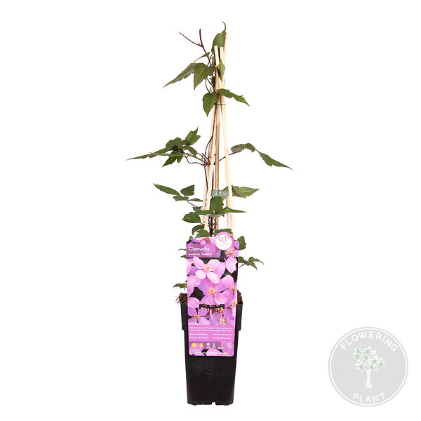 BLOOMIQUE - Clematis montana 'Rubens' - Clématite rose clair - Plantes grimpantes - H. 50-70 cm - P. 15 cm - large