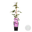 BLOOMIQUE - Clematis montana 'Rubens' - Clématite rose clair - Plantes grimpantes - H. 50-70 cm - P. 15 cm - vignette