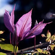 BLOOMIQUE - Clématite Hagley Hybride - Vigne forestière - Rose - Pot 15 cm - 70-80 cm de haut - vignette