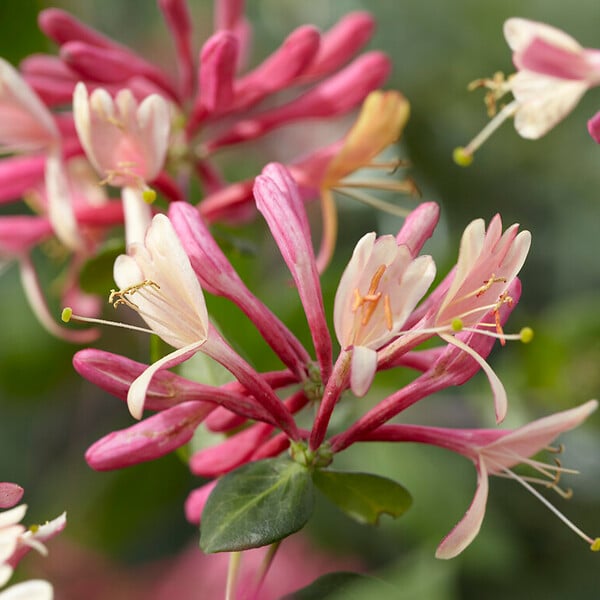 BLOOMIQUE - Lot de 2 - Lonicera Heckrottii Goldflame - Chèvrefeuille - Rouge, Jaune - P. 15cm - H. 70-80 cm - large