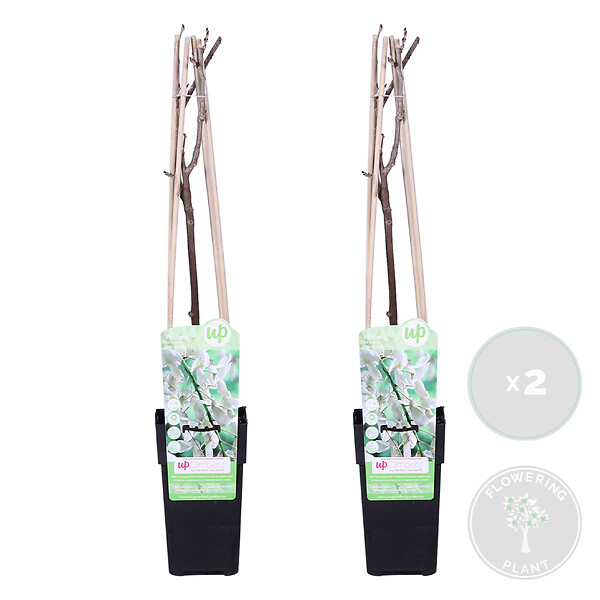 BLOOMIQUE - Lot de 2 - Wisteria floribunda 'Alba' - Glycine blanche - H. 50-70 cm - P. 15 cm - large