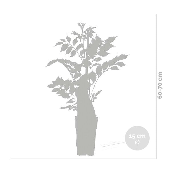 BLOOMIQUE - Lot de 2 - Wisteria floribunda 'Alba' - Glycine blanche - H. 50-70 cm - P. 15 cm - large