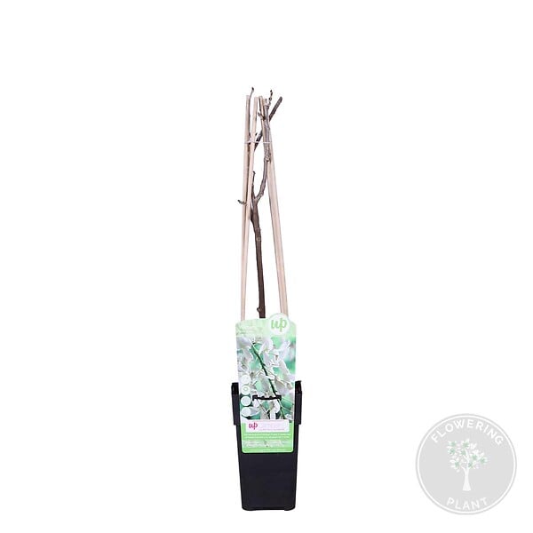BLOOMIQUE - Wisteria floribunda 'Alba' - Glycine blanche - Grimpante - Plante de jardin - H. 50-70 cm - P. 15 cm - large