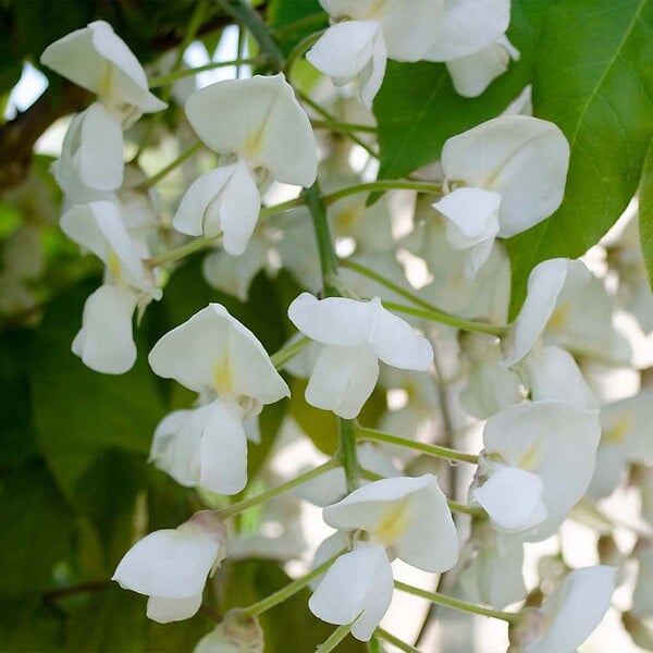 BLOOMIQUE - Wisteria floribunda 'Alba' - Glycine blanche - Grimpante - Plante de jardin - H. 50-70 cm - P. 15 cm - large