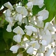 BLOOMIQUE - Wisteria floribunda 'Alba' - Glycine blanche - Grimpante - Plante de jardin - H. 50-70 cm - P. 15 cm - vignette
