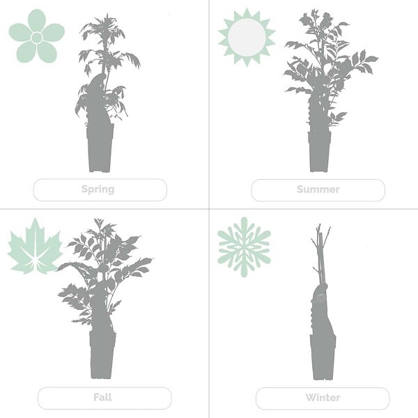 BLOOMIQUE - Wisteria floribunda 'Alba' - Glycine blanche - Grimpante - Plante de jardin - H. 50-70 cm - P. 15 cm - large