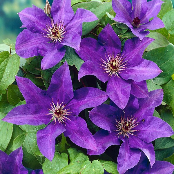BLOOMIQUE - Clematis 'The President' - Clématite violette - Plantes grimpantes - H. 50-70 cm - P. 15 cm - large