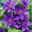 BLOOMIQUE - Clematis 'The President' - Clématite violette - Plantes grimpantes - H. 50-70 cm - P. 15 cm - vignette