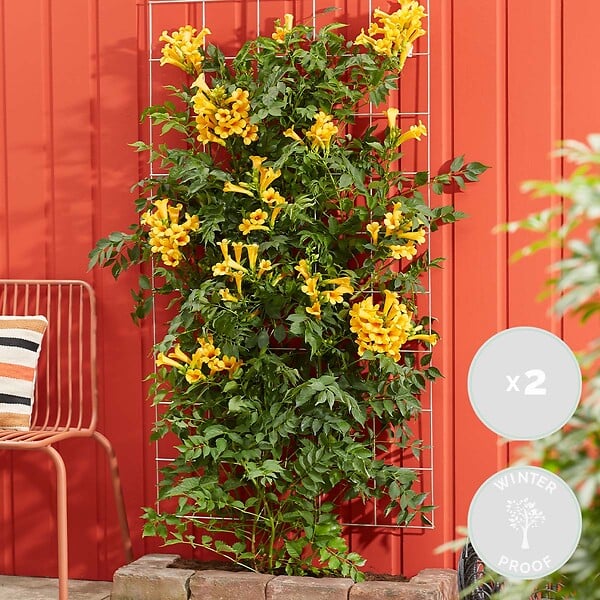 BLOOMIQUE - Lot de 2 - Campsis radicans 'Flava' - Bignone jaune - Plantes grimpantes - H. 50-70 cm - P. 15 cm - large