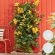 BLOOMIQUE - Lot de 2 - Campsis radicans 'Flava' - Bignone jaune - Plantes grimpantes - H. 50-70 cm - P. 15 cm - vignette